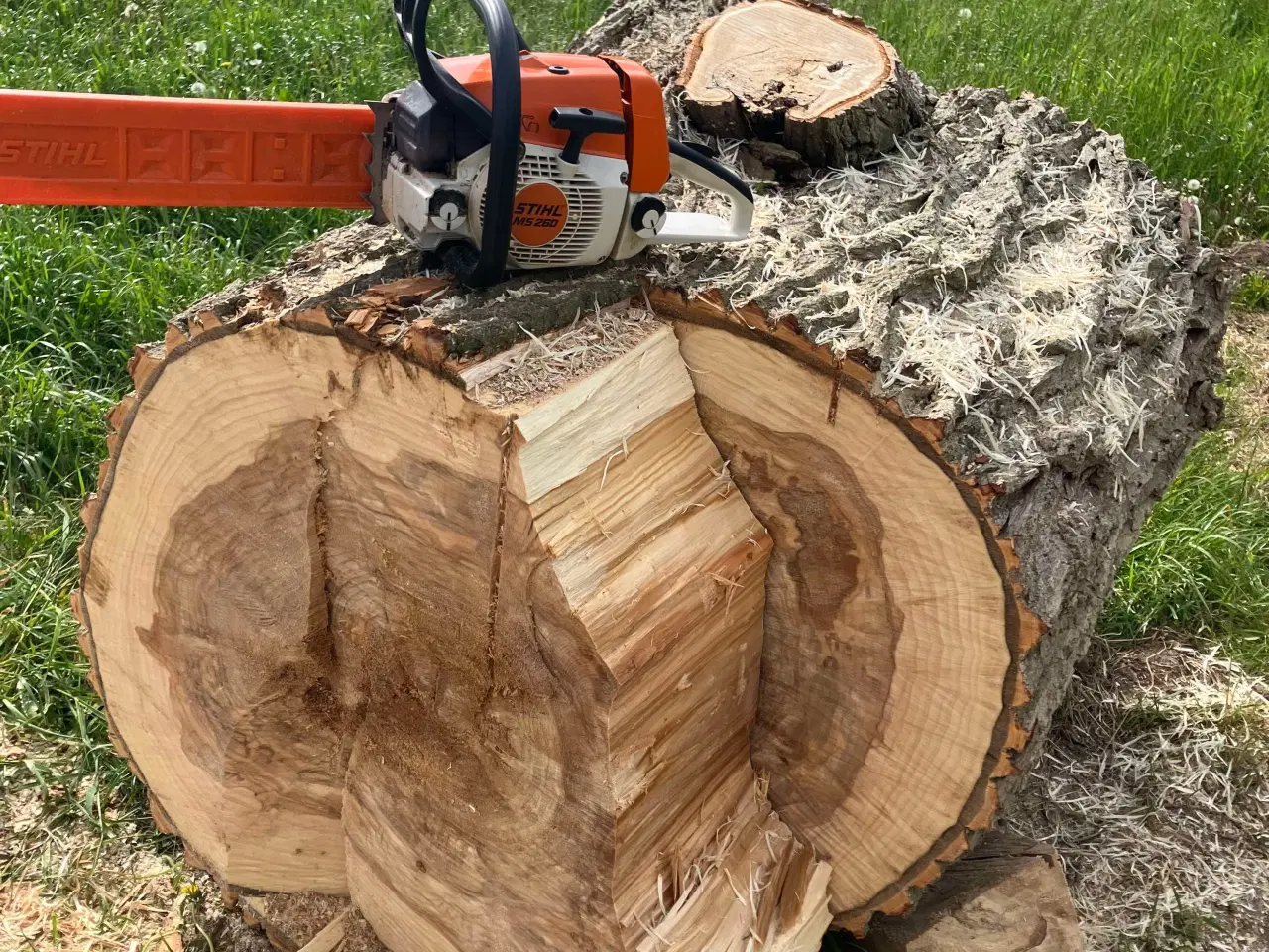 Billede 1 - Træer fjernes