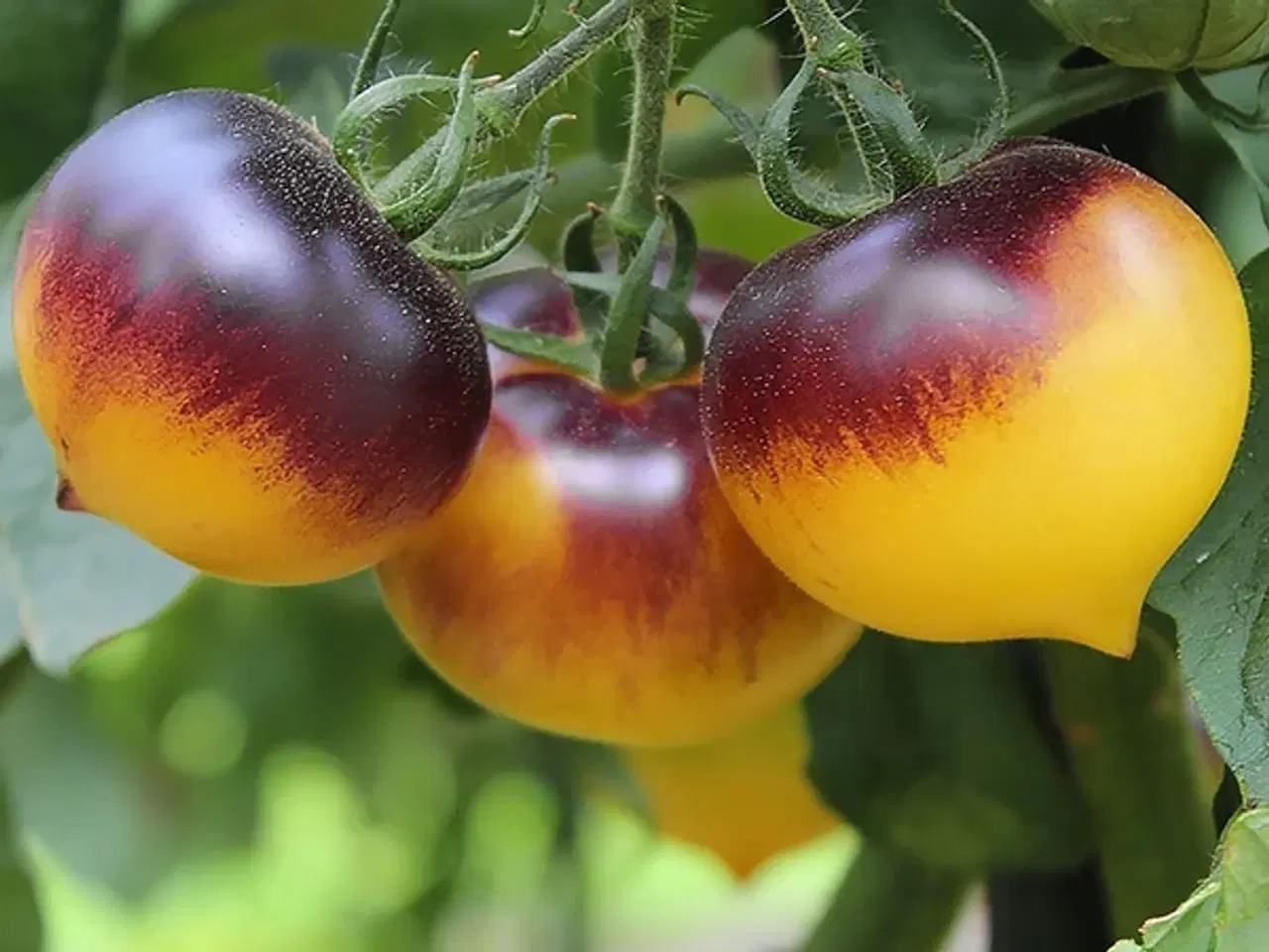 Billede 4 - Dyrk eksotiske tomatsorter