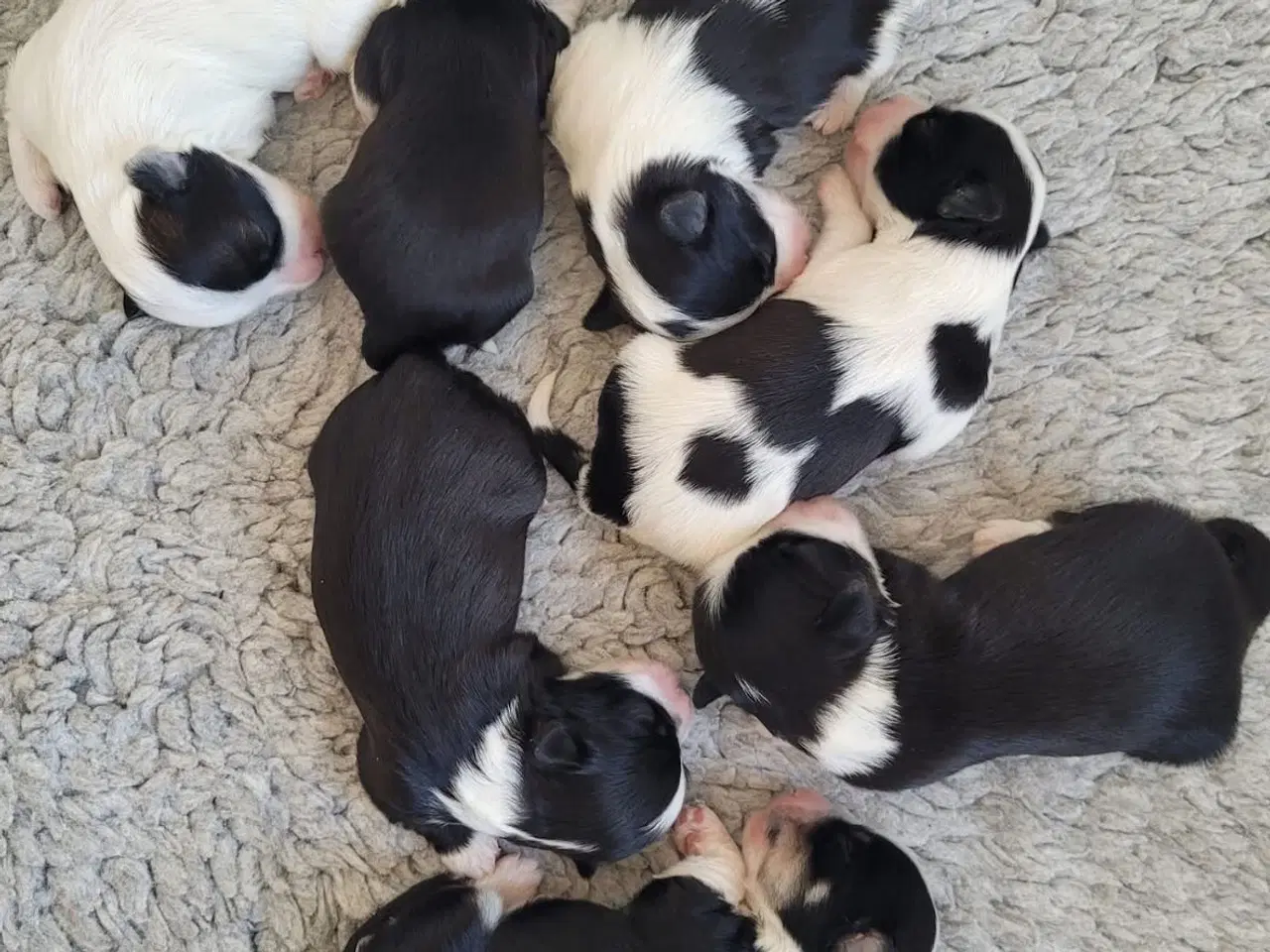 Billede 1 - Bichon havanais hundehvalpe 