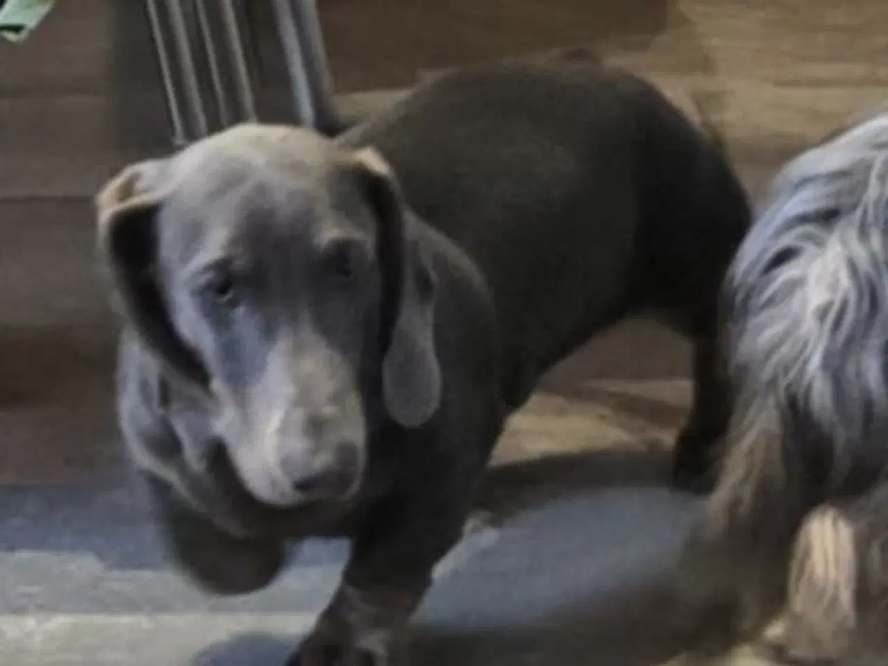 Billede 3 - UNIK GRAVHUND HAN 6 MDR BLÅ