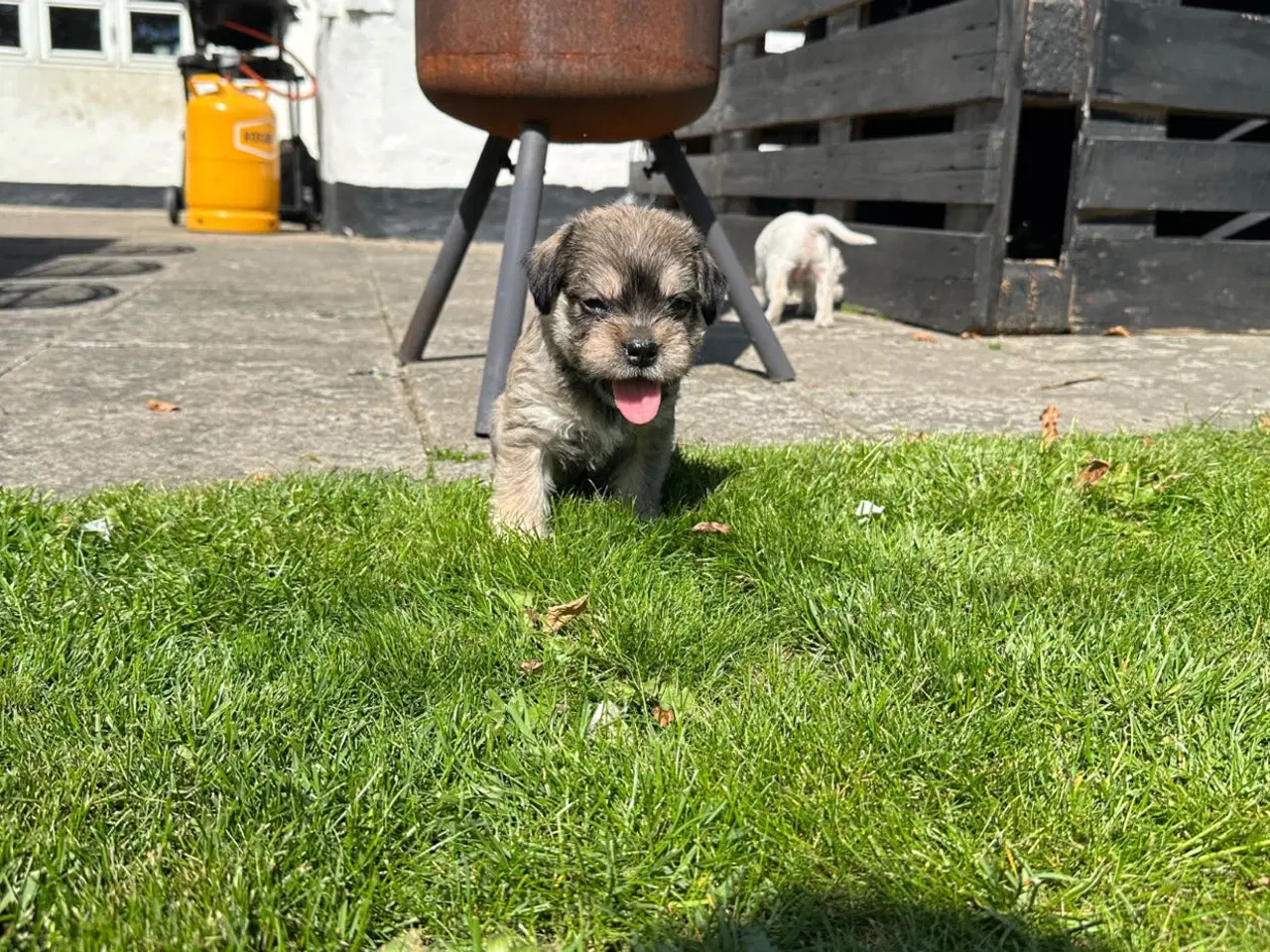 Billede 1 - Hvalpe Bichon havanais/Fransk bulldog