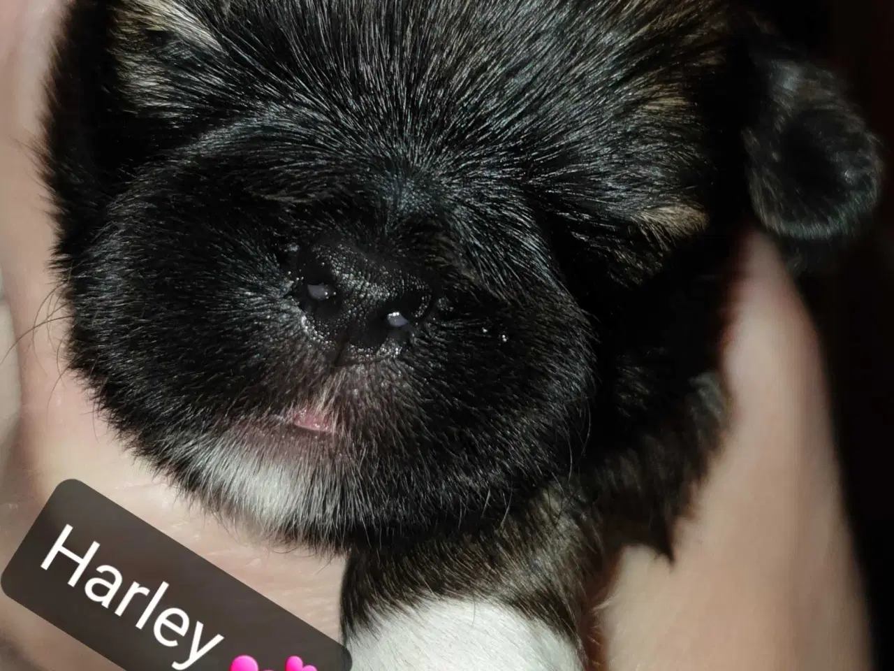 Billede 3 - Super lækre Lhasa Apso hvalpe 🐾💕