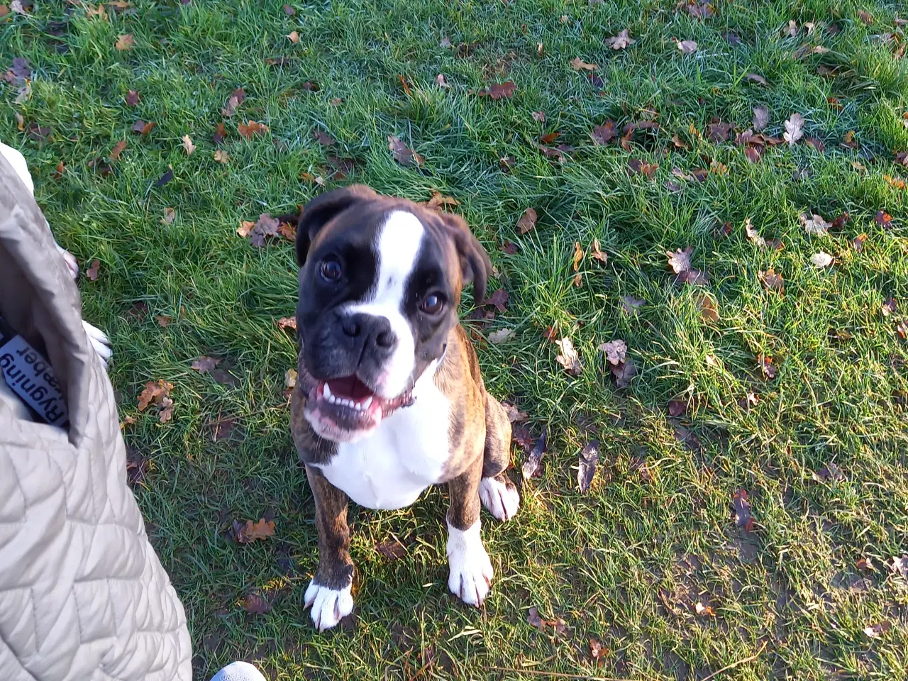 Billede 3 - Han boxerhvalp sælges – klar til nyt, kærligt hjem