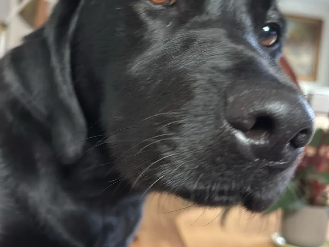 Billede 3 - Labrador formel 1 