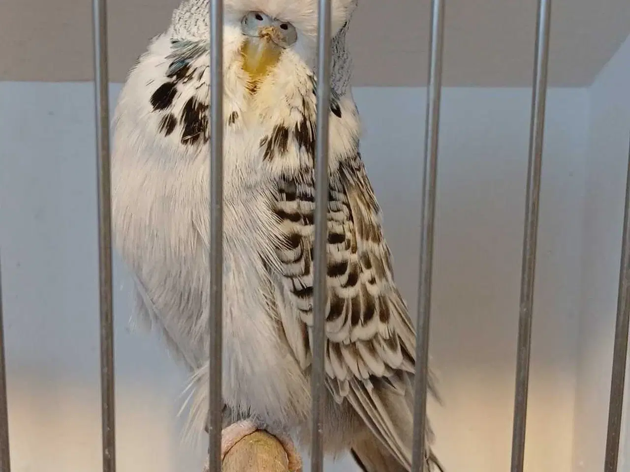 Billede 13 - 1 par Engelske undulater 