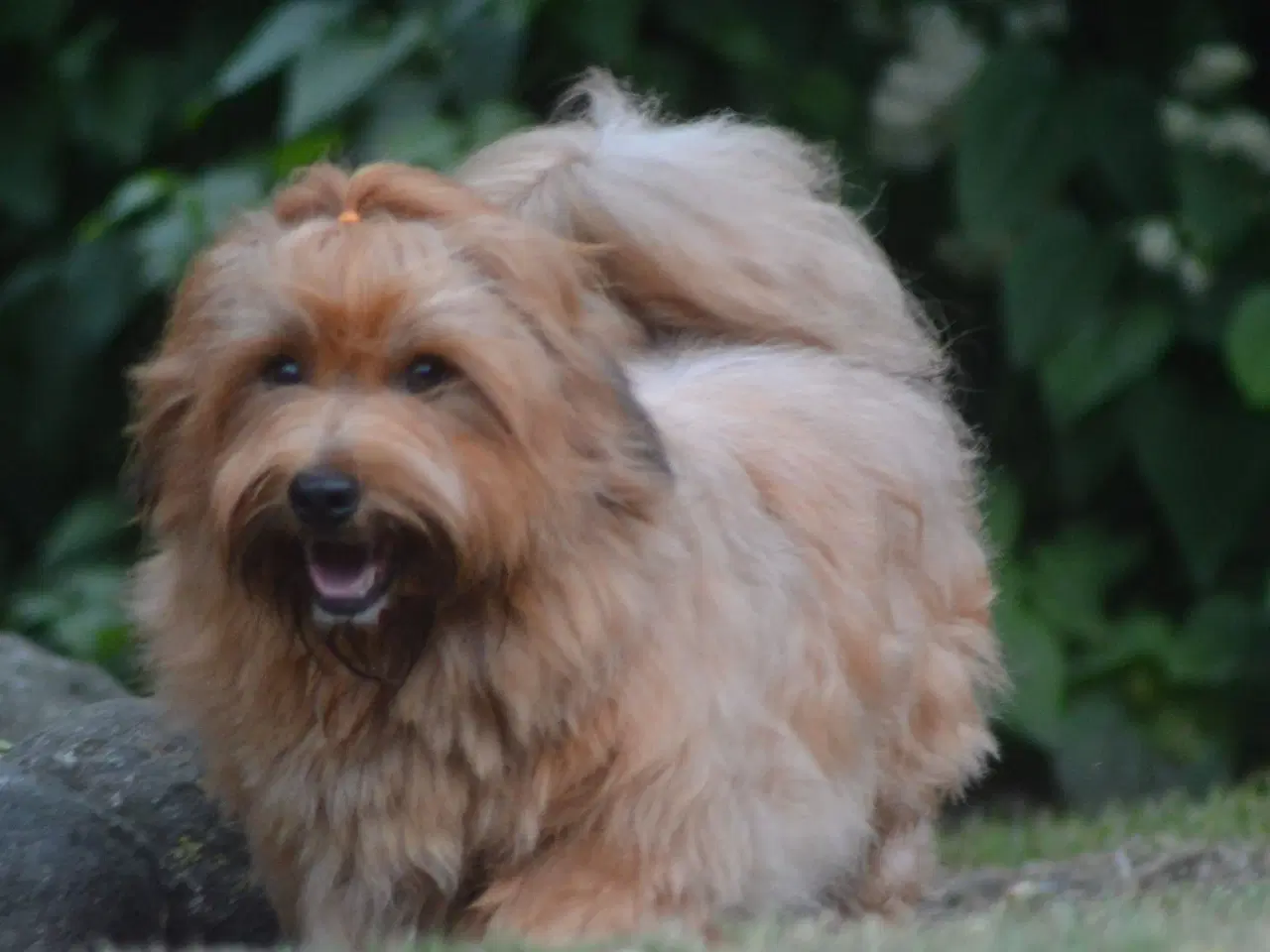 Billede 5 - Avl tilbydes ved skøn Bichon Havanais / Rød Zobel.