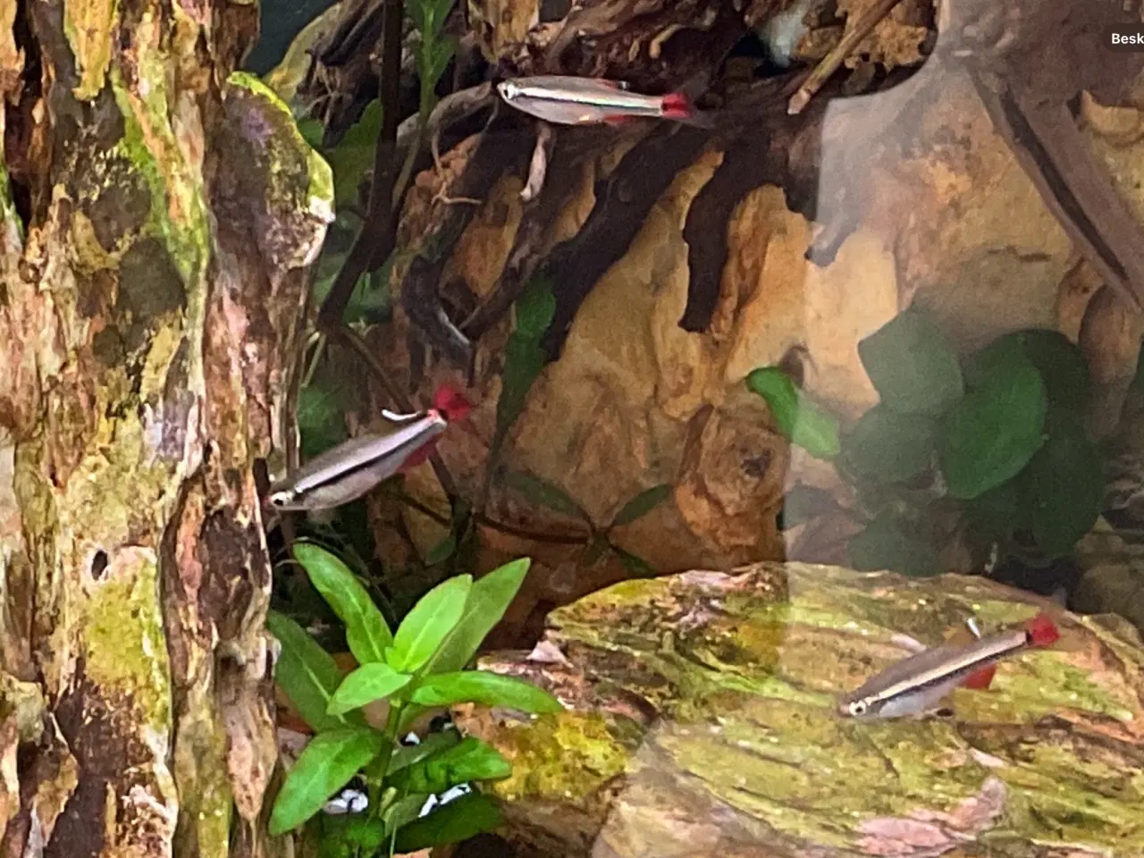 Billede 2 - Vietnamesisk Skybjerg “Tanichthys Micagemmae”