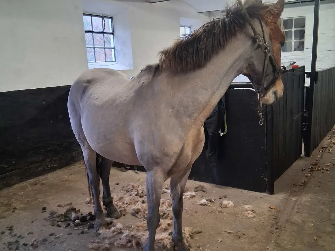 Billede 12 - børnepony /Næsten begynder pony / bytte