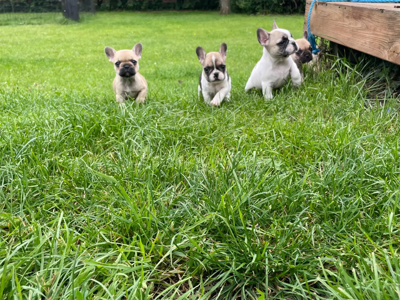 Billede 8 - Franske bulldog hvalpe