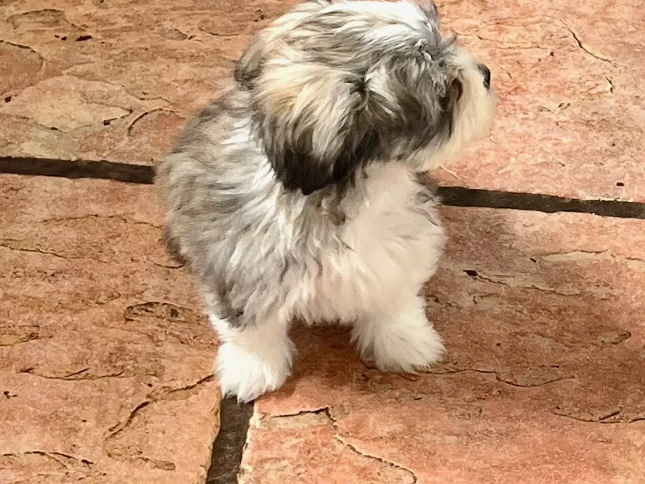 Billede 4 - Skønneste og gladeste tævehvlap