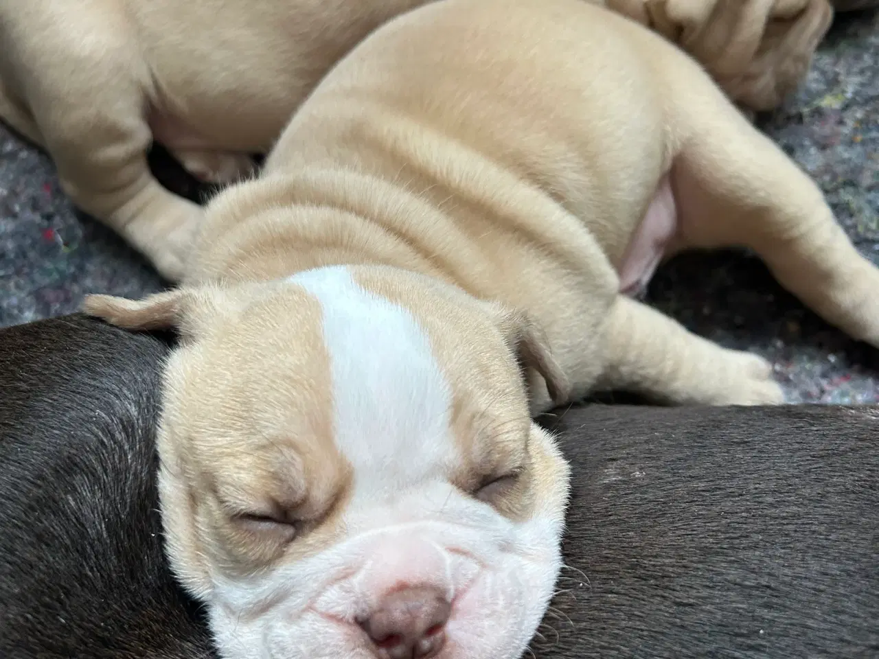 Billede 2 - Old engelsk bulldog hvalpe 