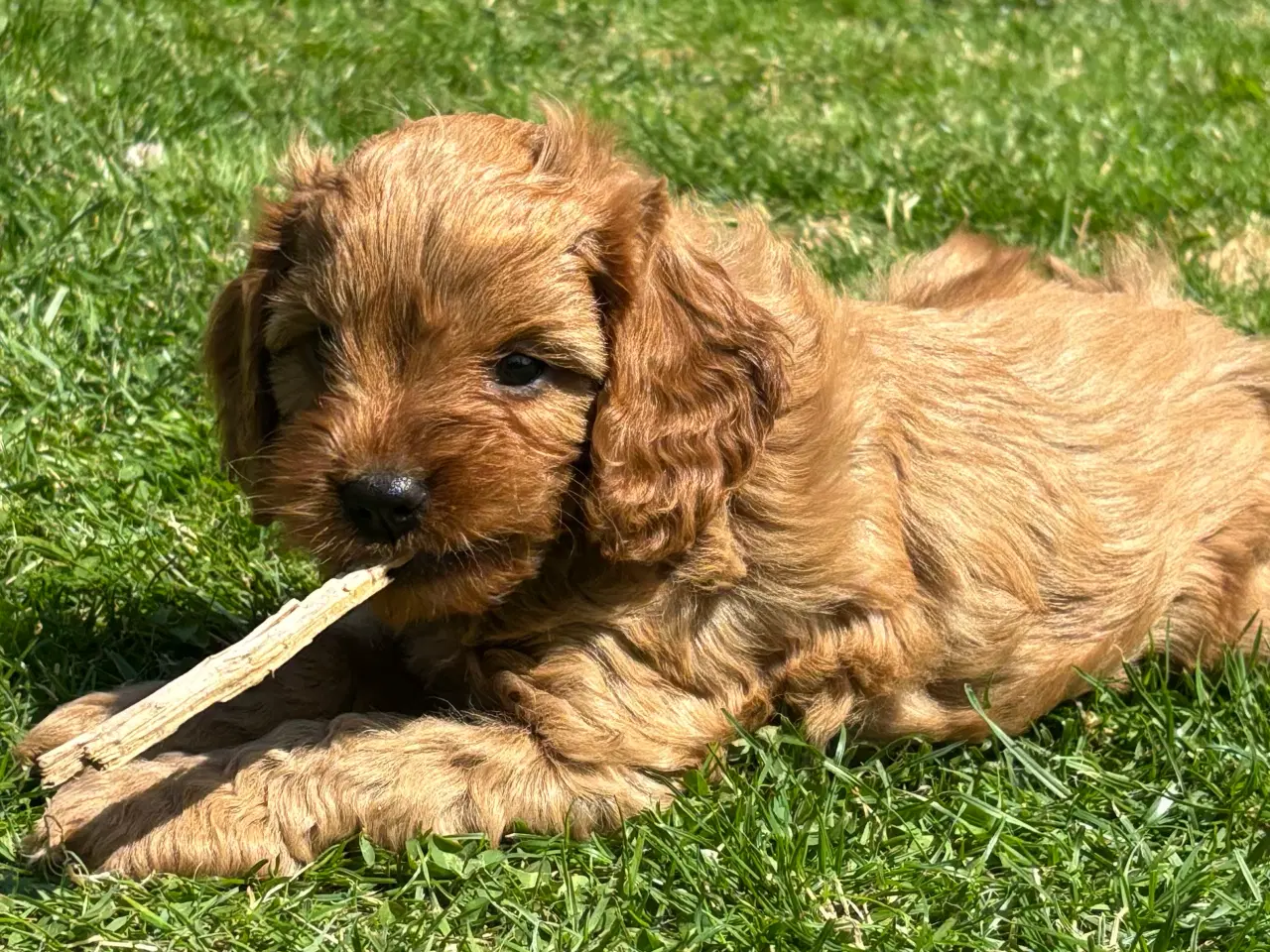 Billede 2 - Cavapoo hvalpe - flytteklar uge 29 