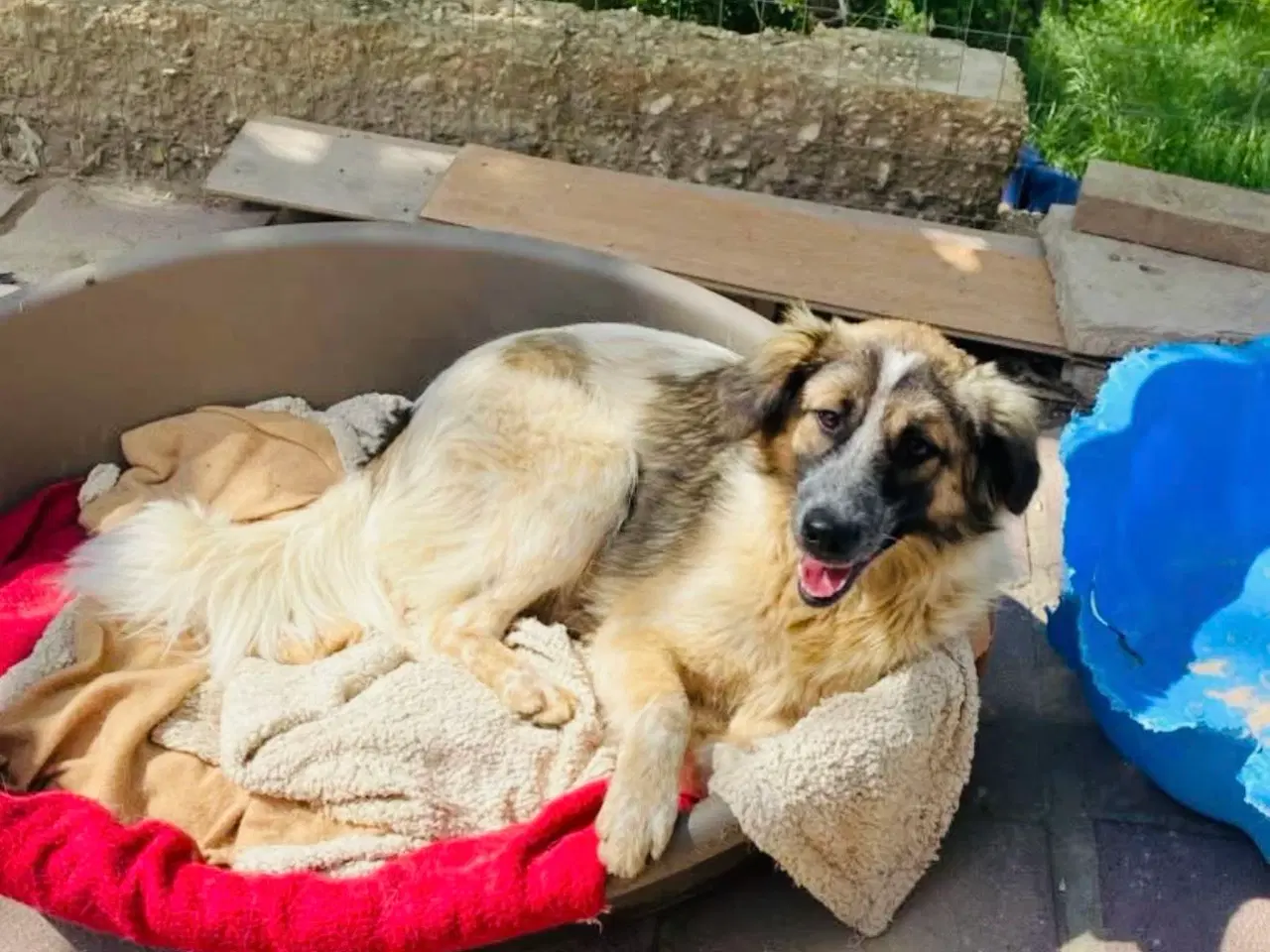 Billede 1 - Smukkeste Pepper søger familie 😍