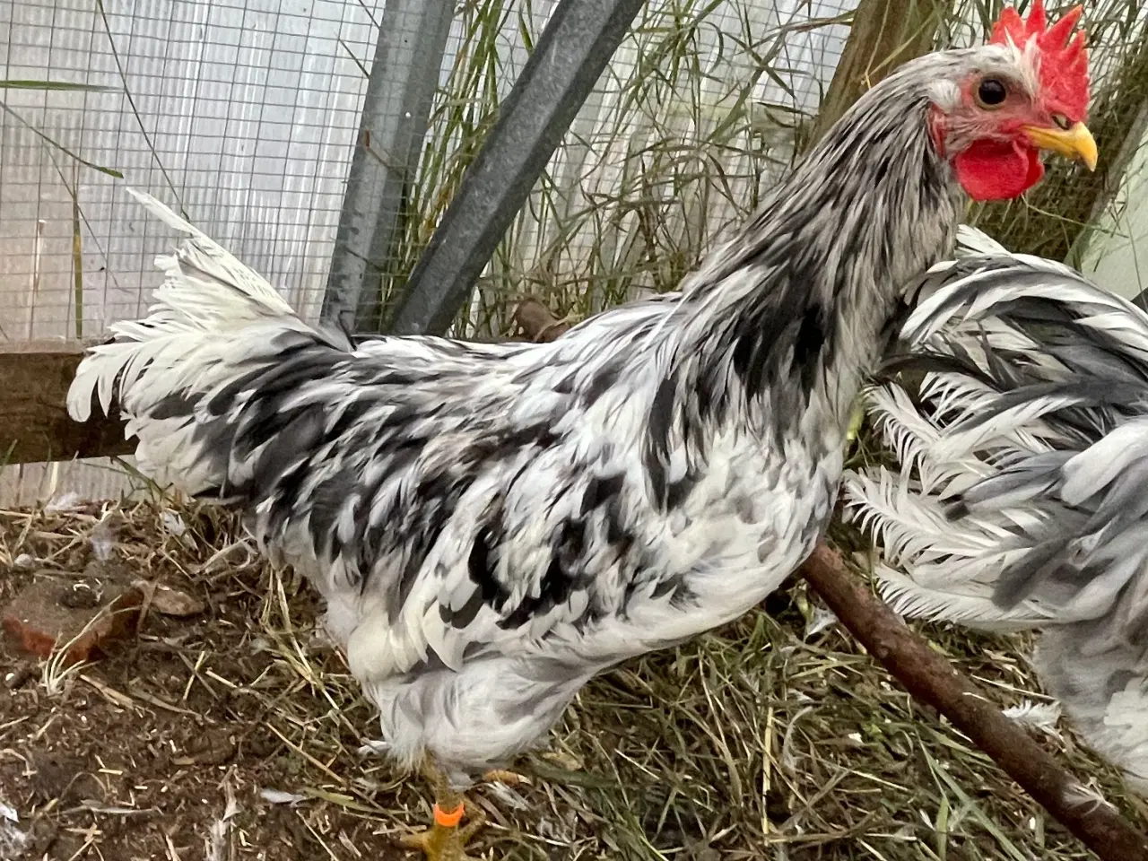 Billede 3 - Silverrruds blå, ung hane i splash-farvet 