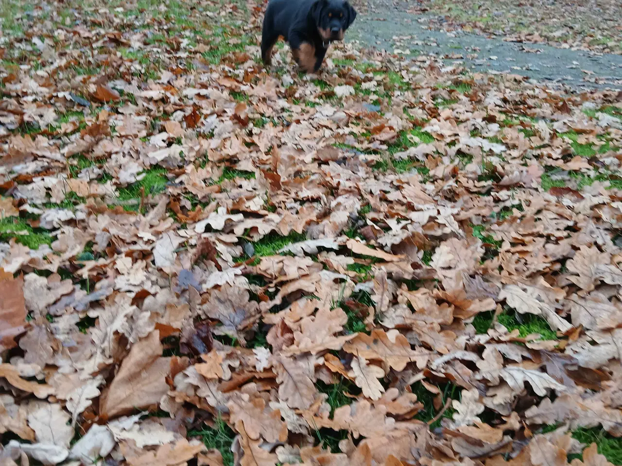 Billede 2 - Dejlig rottweiler han 