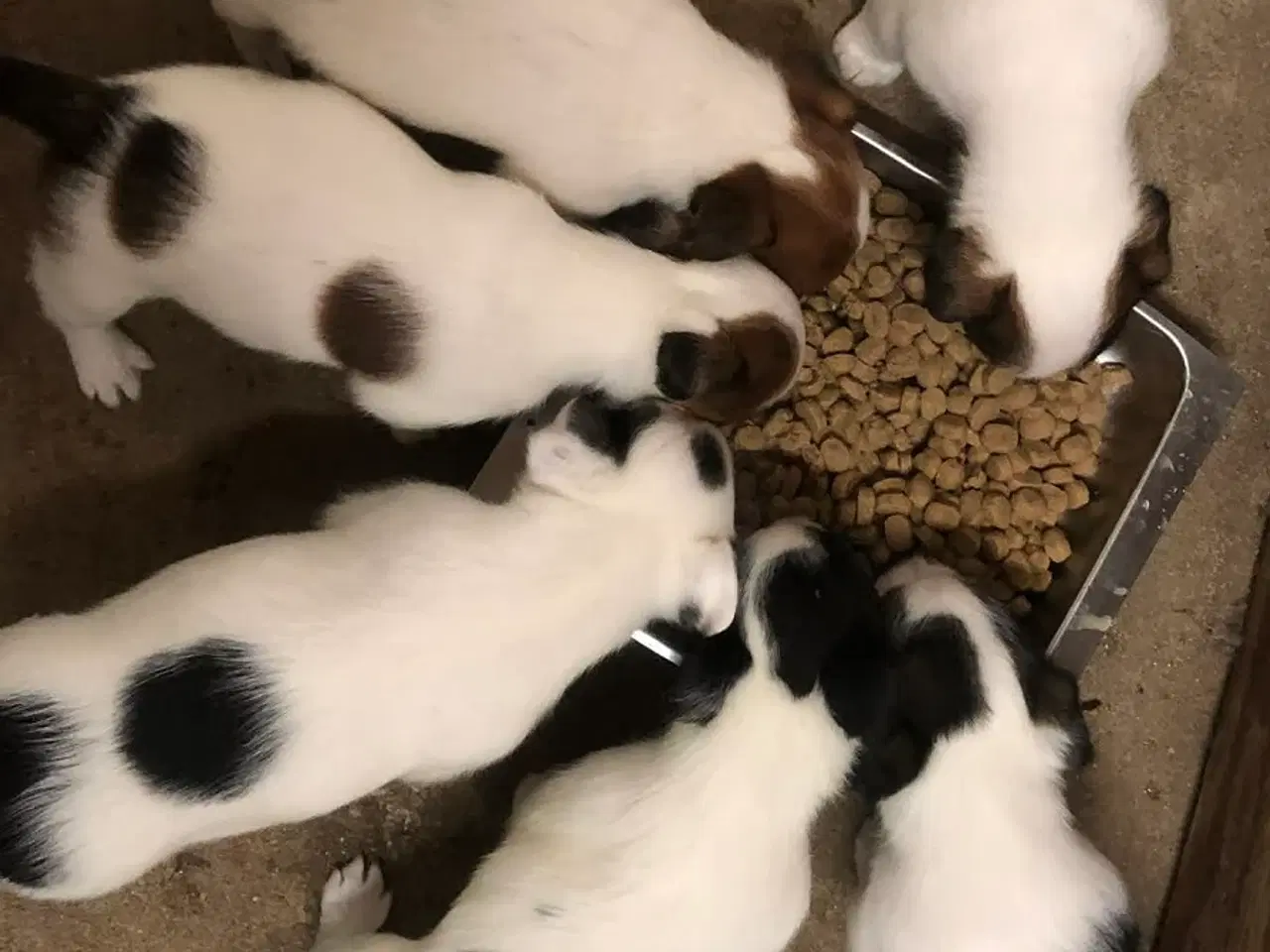 Billede 4 - Jack Russell Terrier hvalpe 8 uger 1-3-26