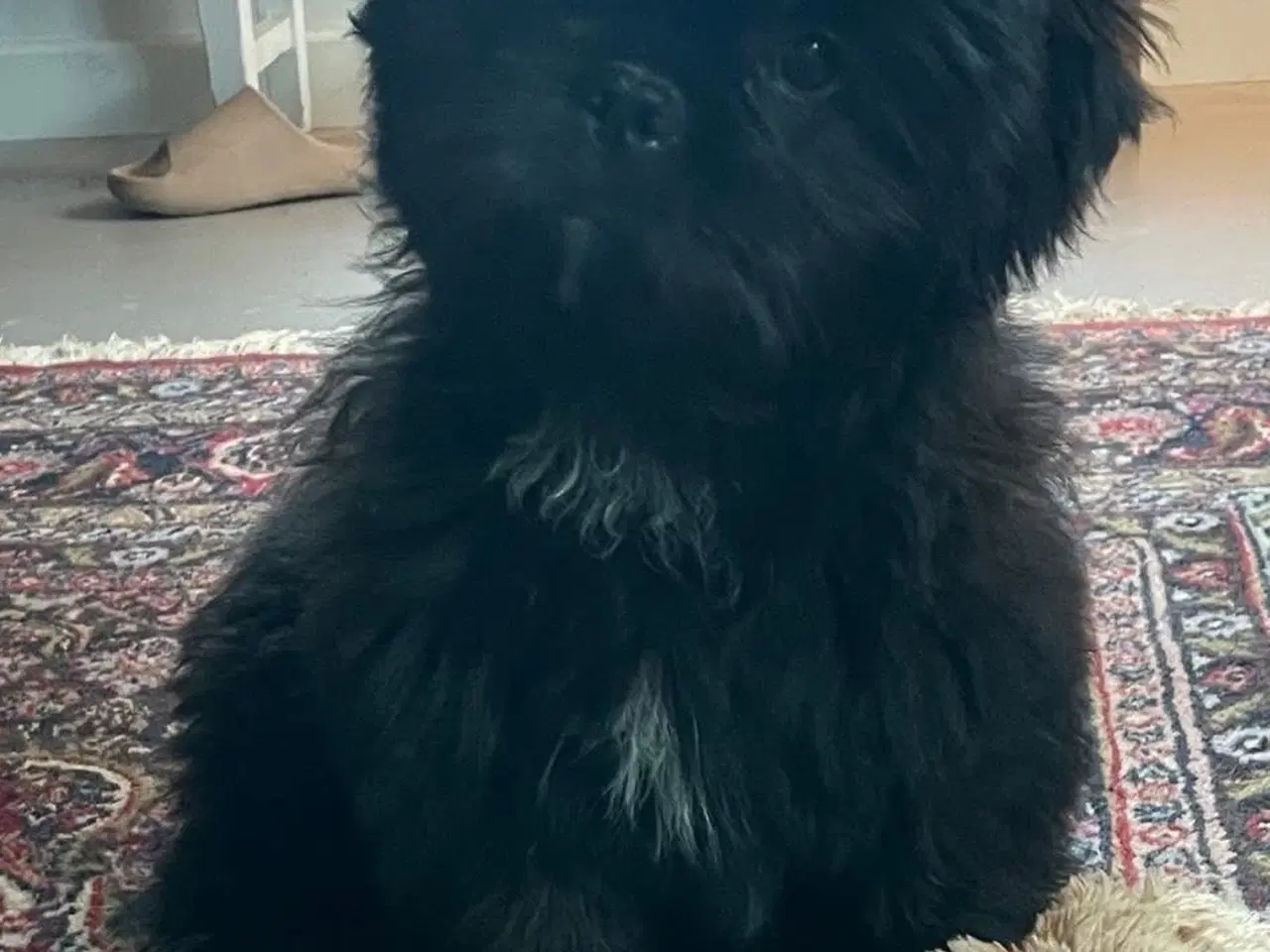 Billede 14 - Små chokoladefarvede uldtotter 🤎