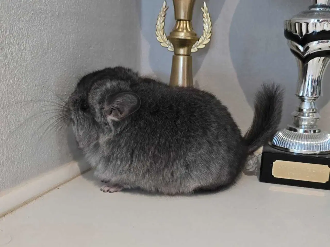 Billede 4 - Chinchilla unge 