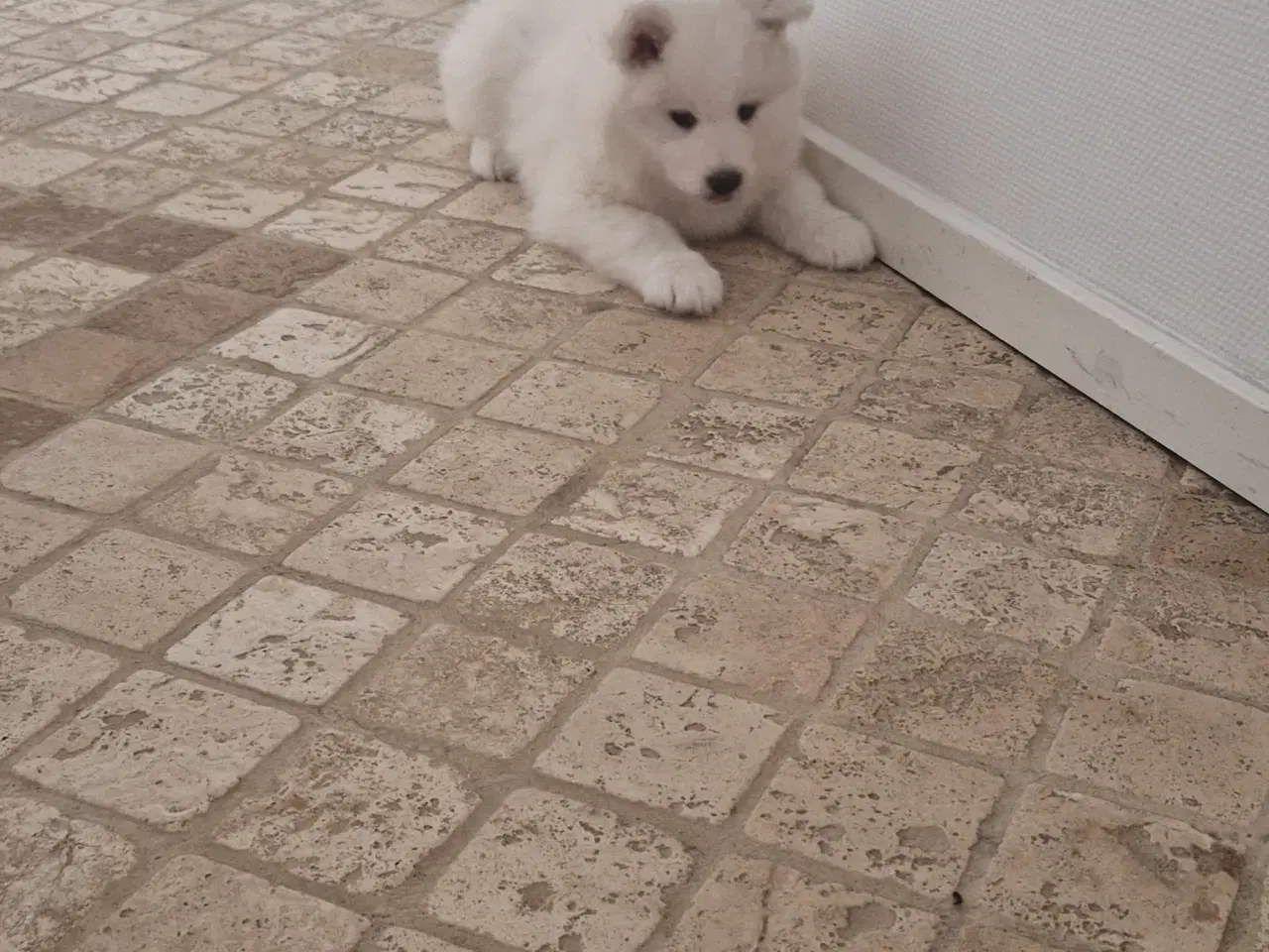 Billede 4 - Samojede, hvalp, hanhund, 8 uger