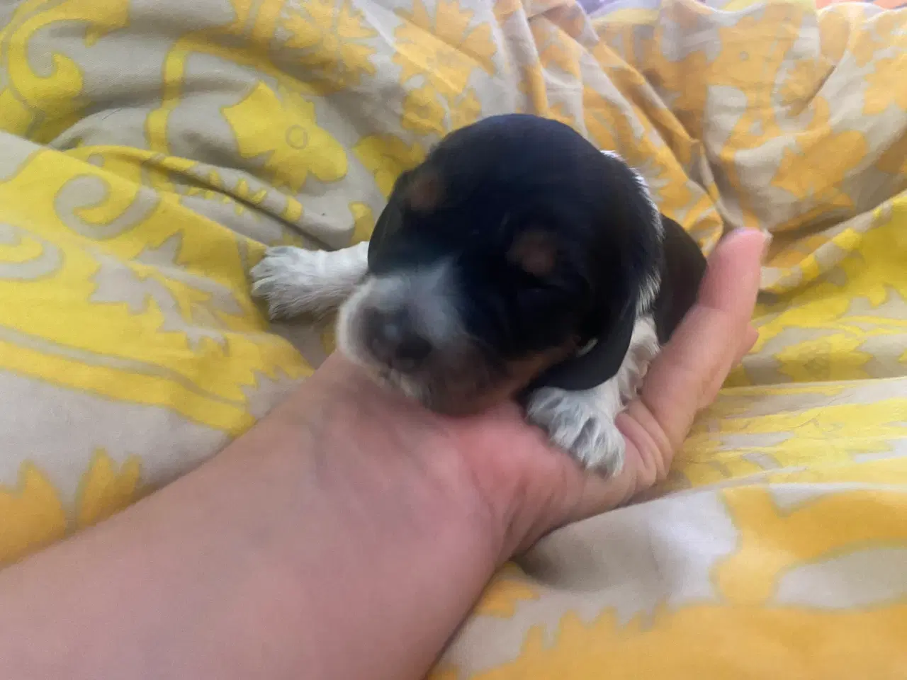 Billede 8 - Eng Cocker spaniels