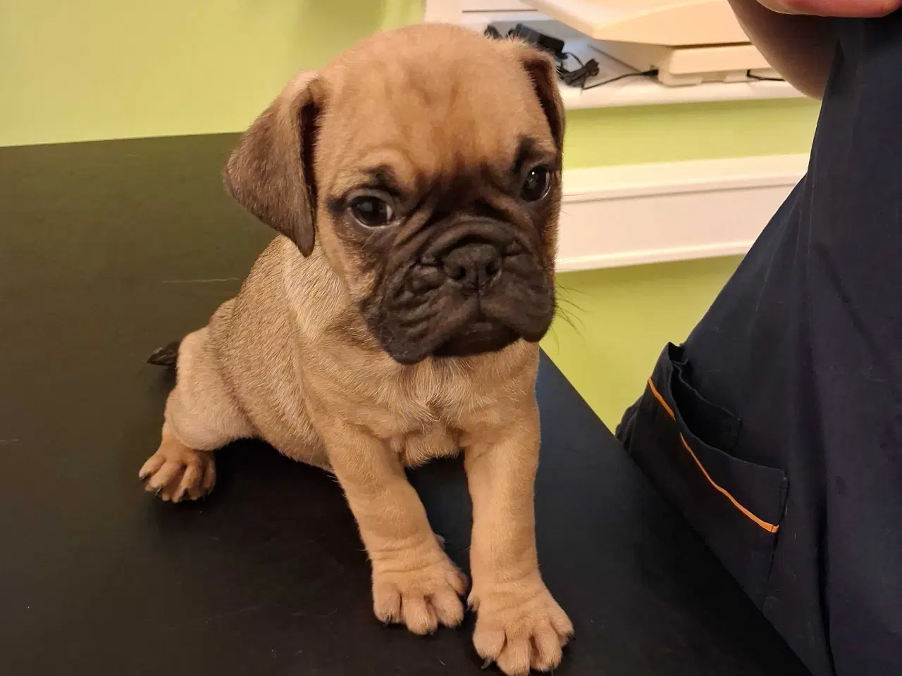 Billede 13 - Små hvalpe salgs klar