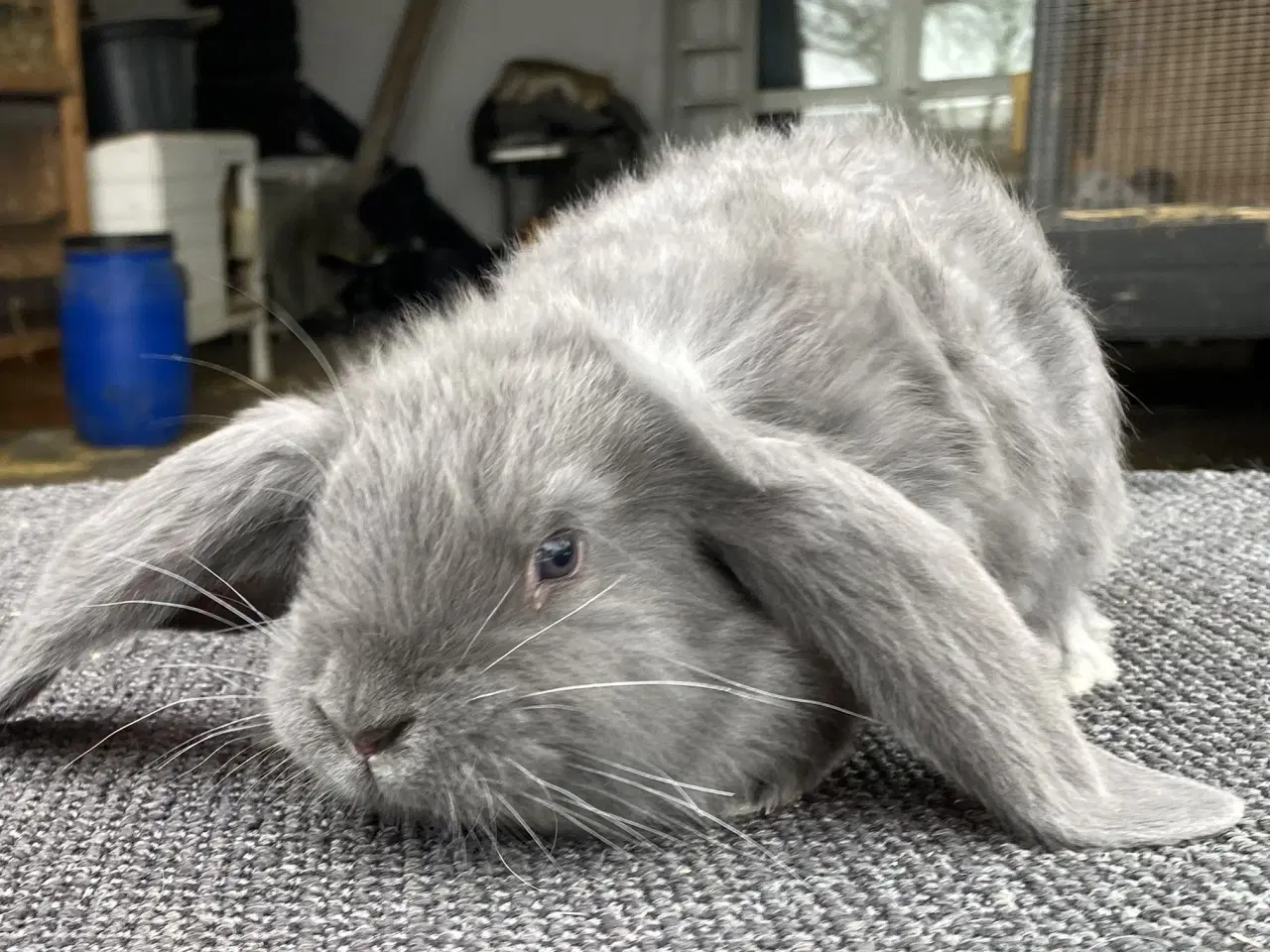 Billede 1 - FRANSK VÆDDER HAN BLÅ