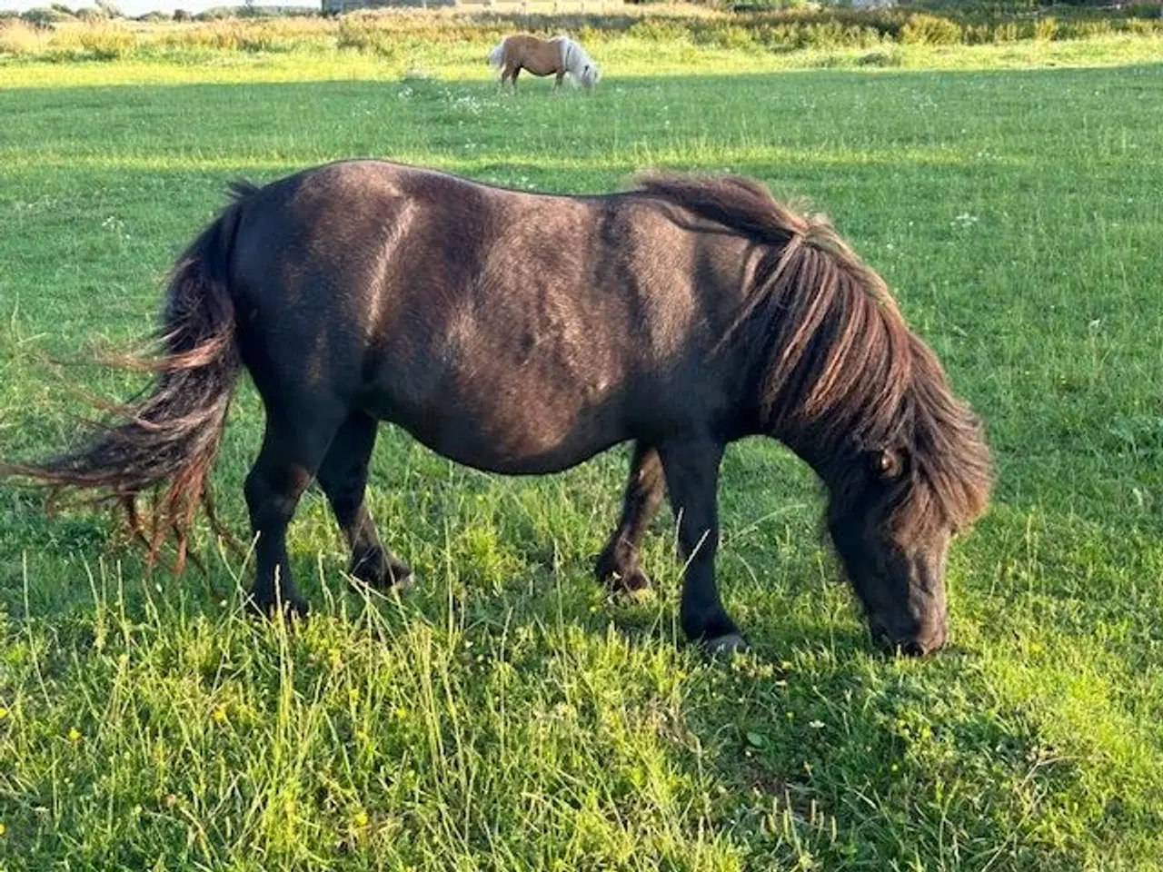 Billede 16 - minishetlænder