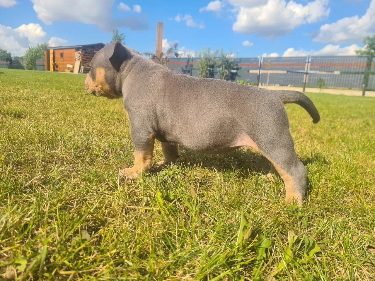 Billede 3 - American Bully Pocket abkc