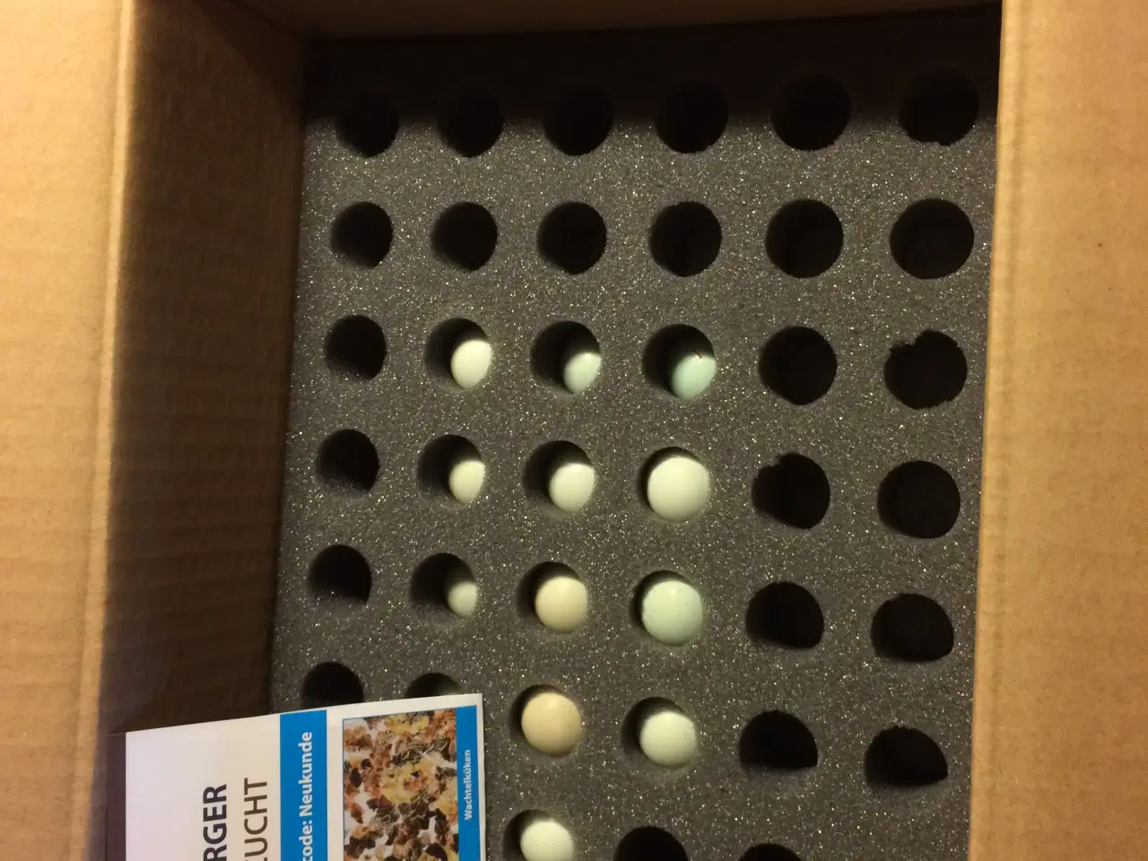 Billede 12 - Vagtel rugeæg fra japanske og franske vagtler