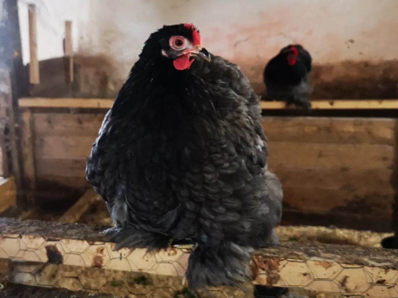 Billede 4 - Dværg kochin høner og haner