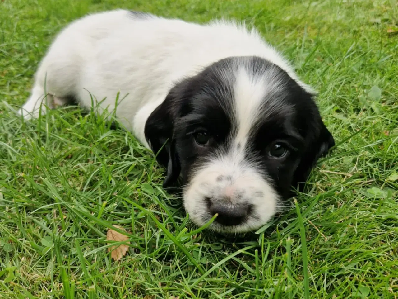 Billede 2 - Springer spaniel 2 hanner til salg