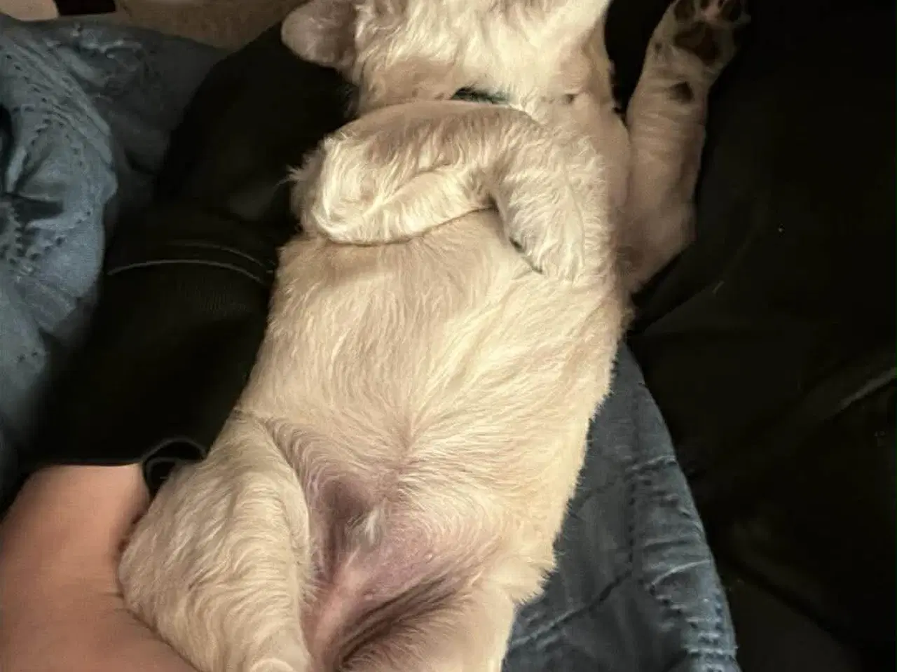 Billede 3 - Golden retriver hvalpe 