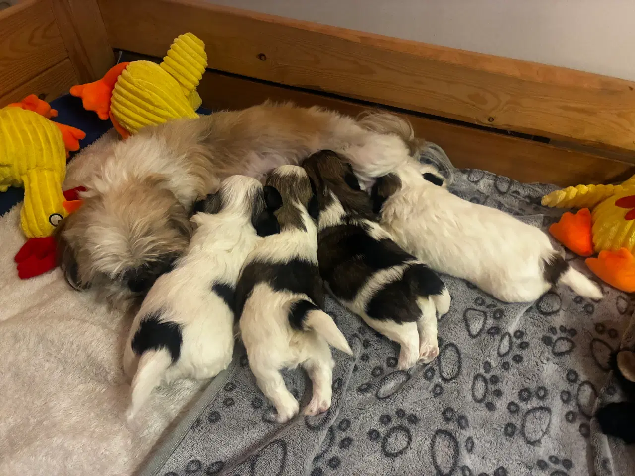 Billede 5 - Skønne Shih Tzu hvalpe