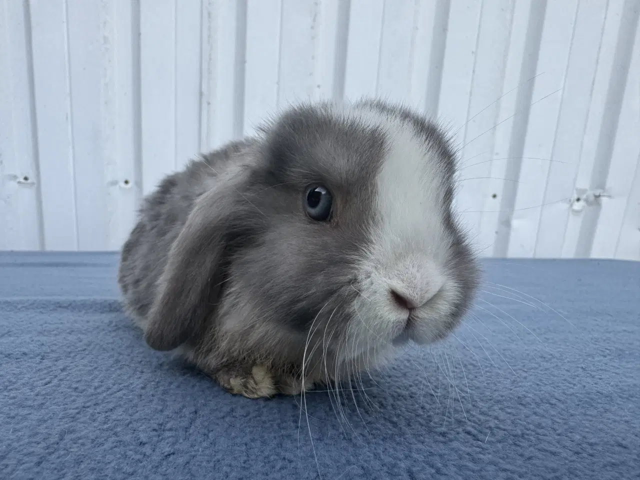 Billede 3 - Dværgvædder hunkanin 