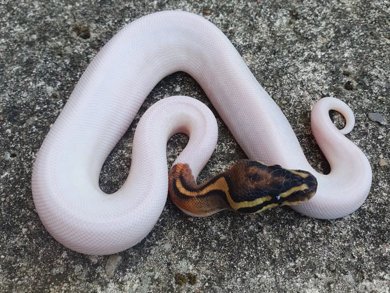 Billede 1 - Kongepython morfer 2024/25