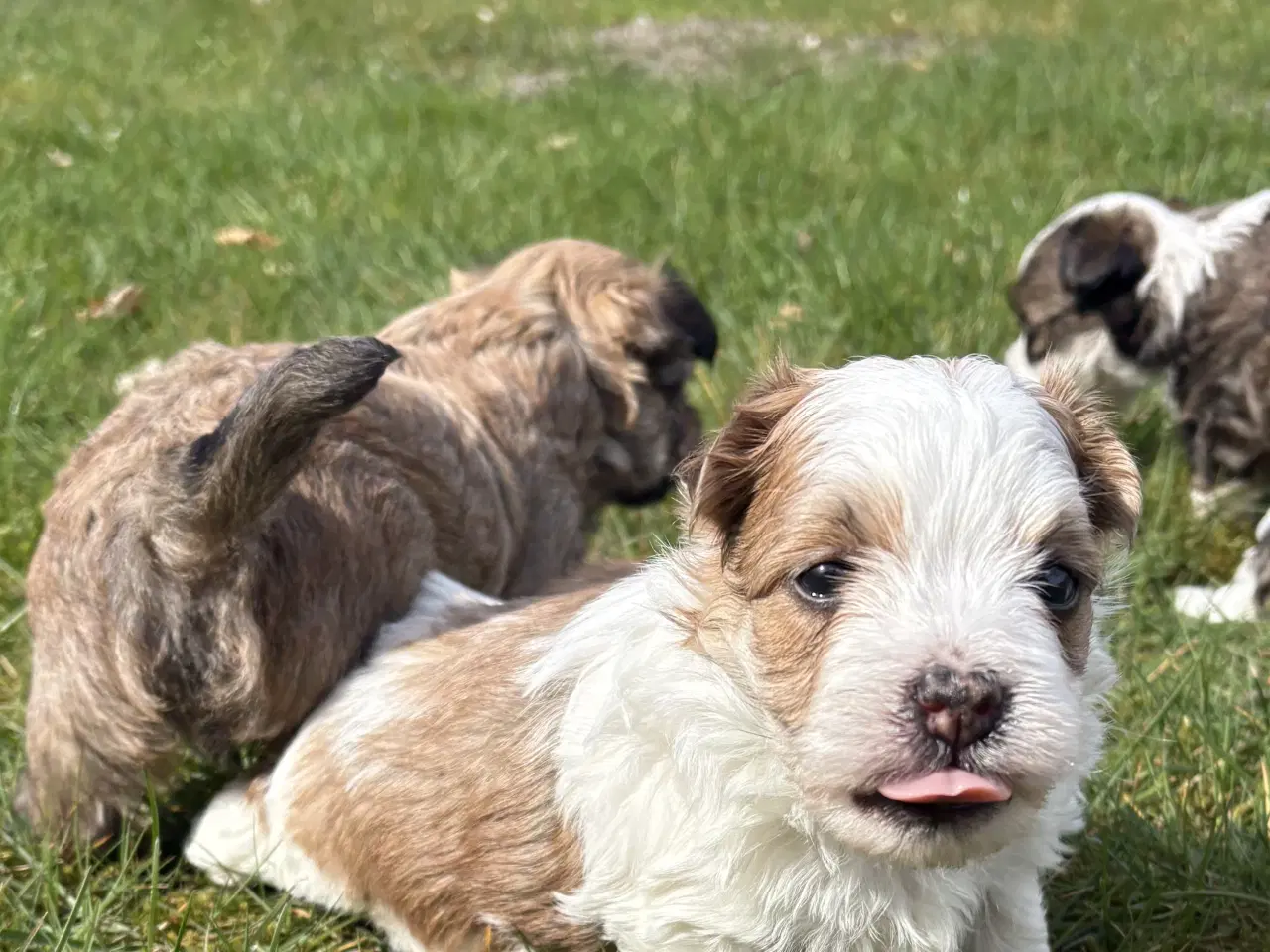 Billede 7 - Bichon havanais hvalp