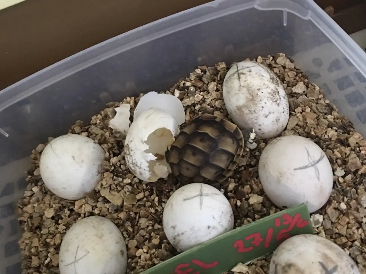 Billede 3 - Skildpadde til salg