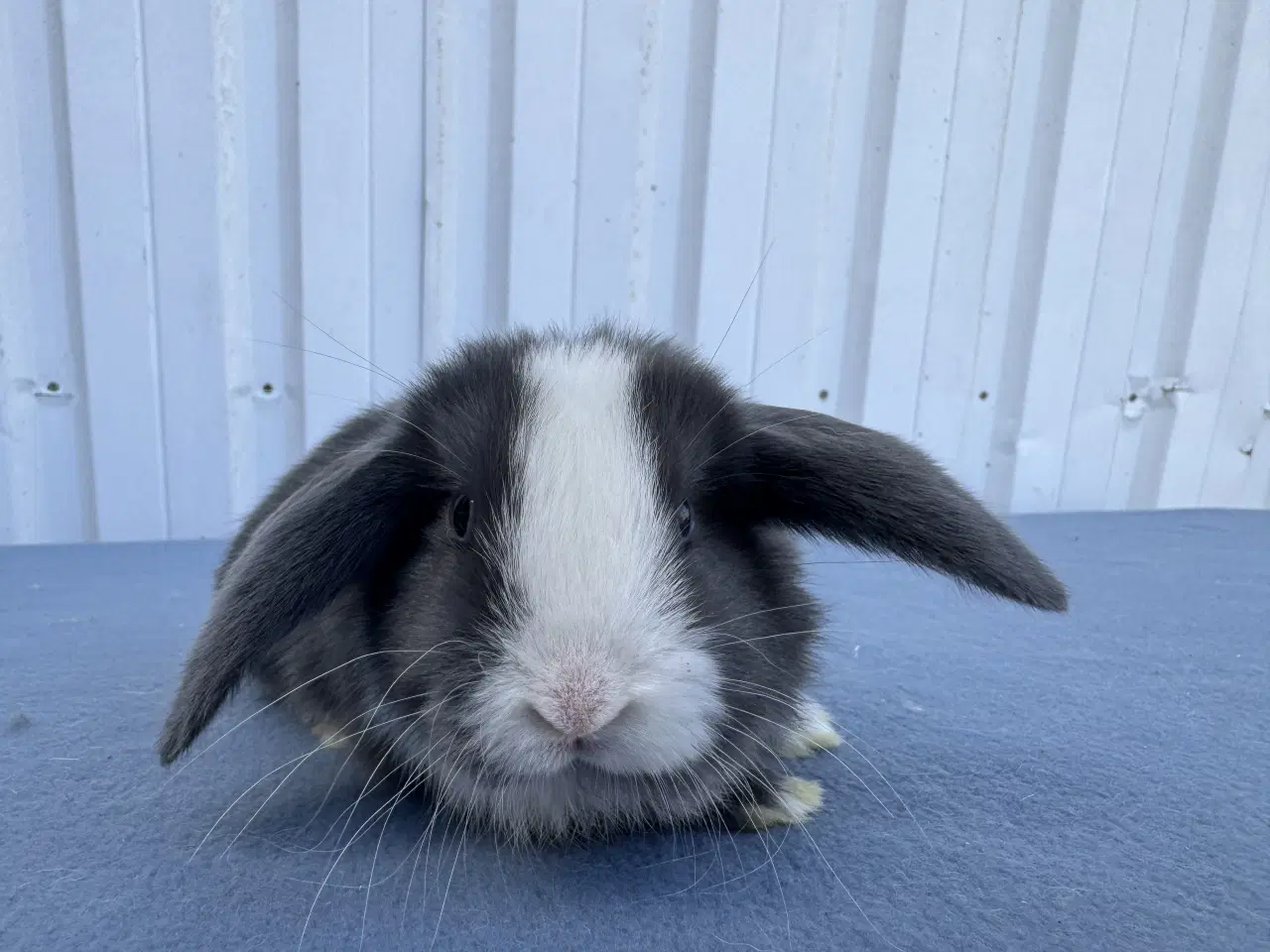 Billede 3 - Dværgvædder hunkanin