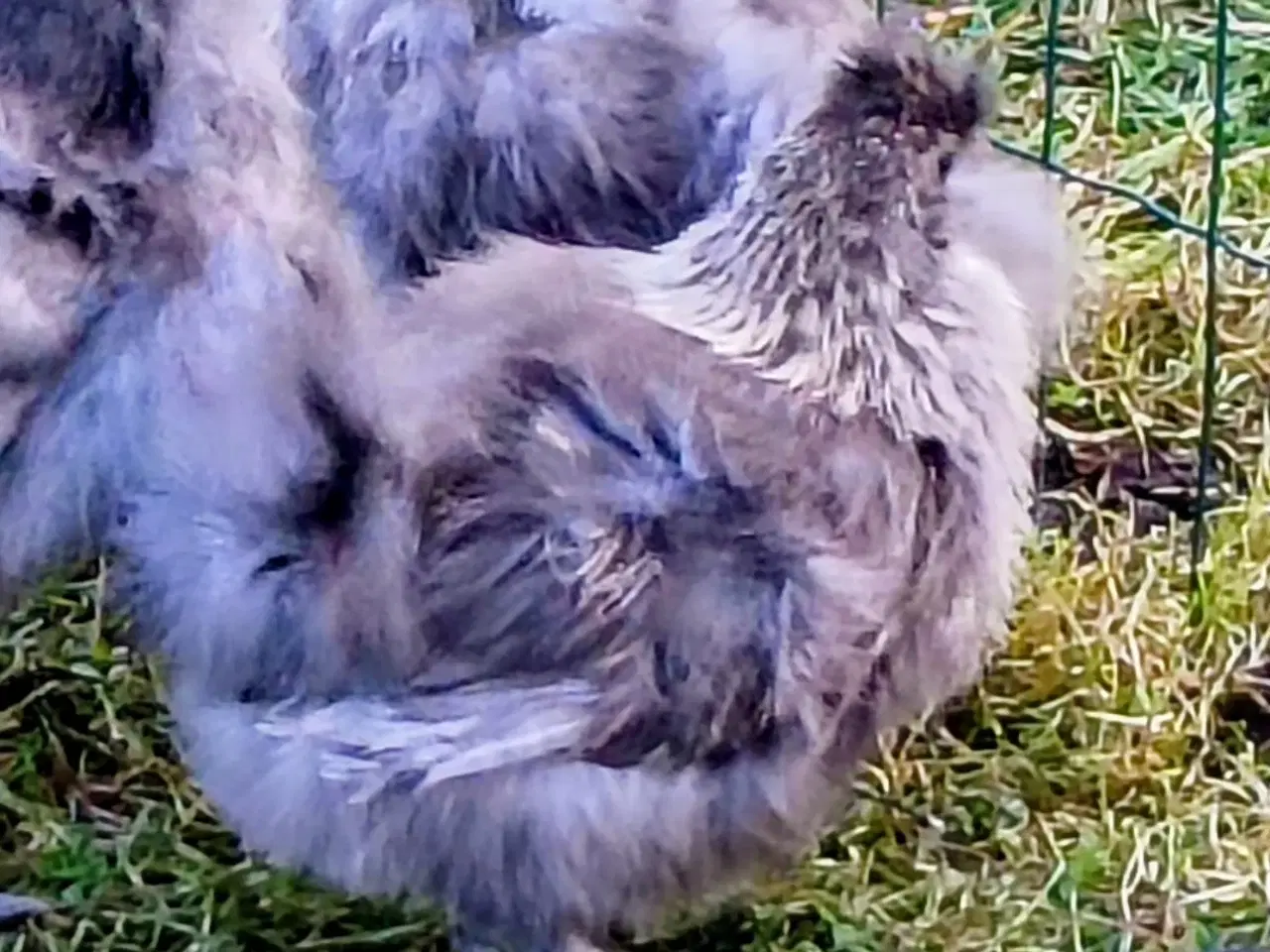 Billede 3 - Flotte Silkehøns /Silkehaner Us str