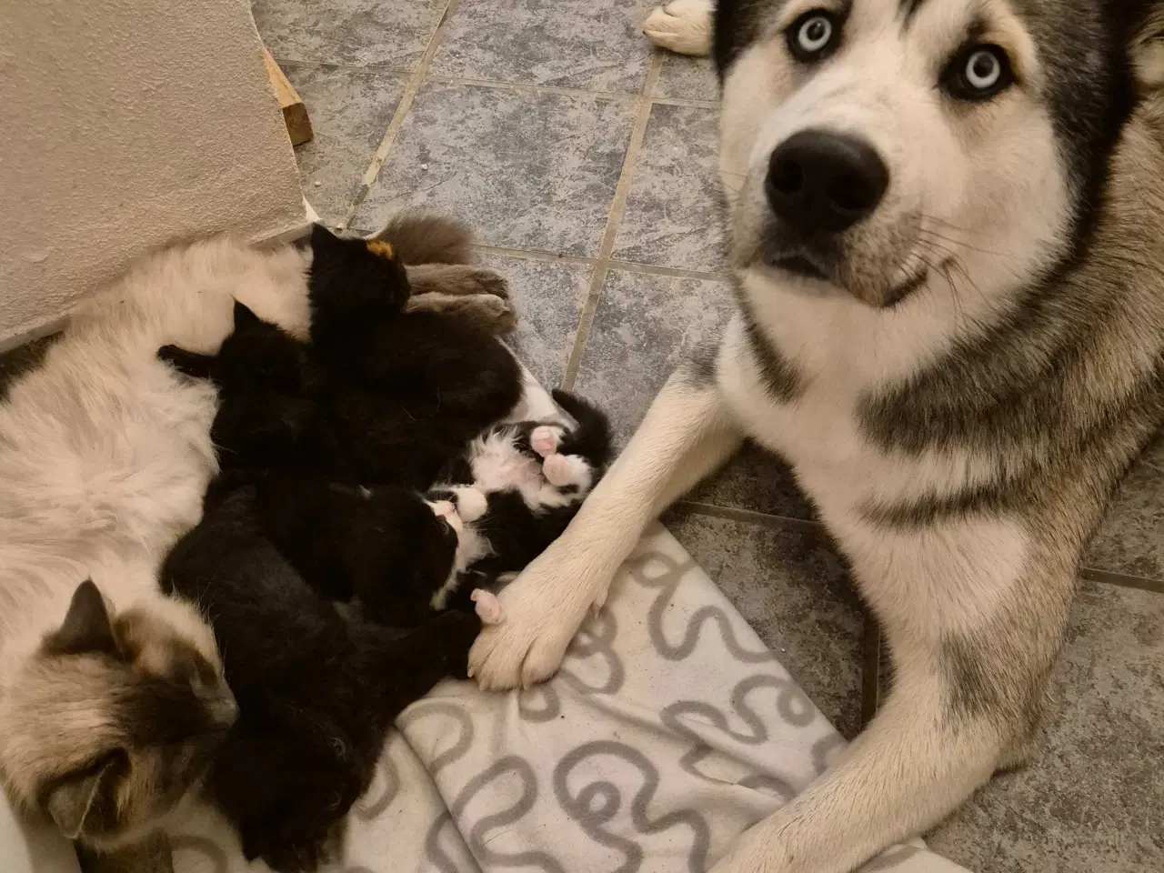 Billede 2 - Husky / malamut dreng 