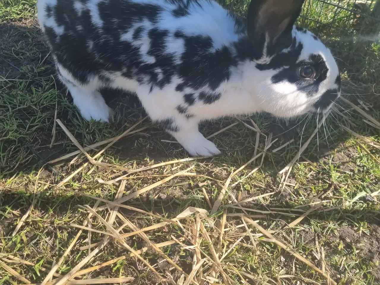 Billede 1 - Stor scheke blanding han