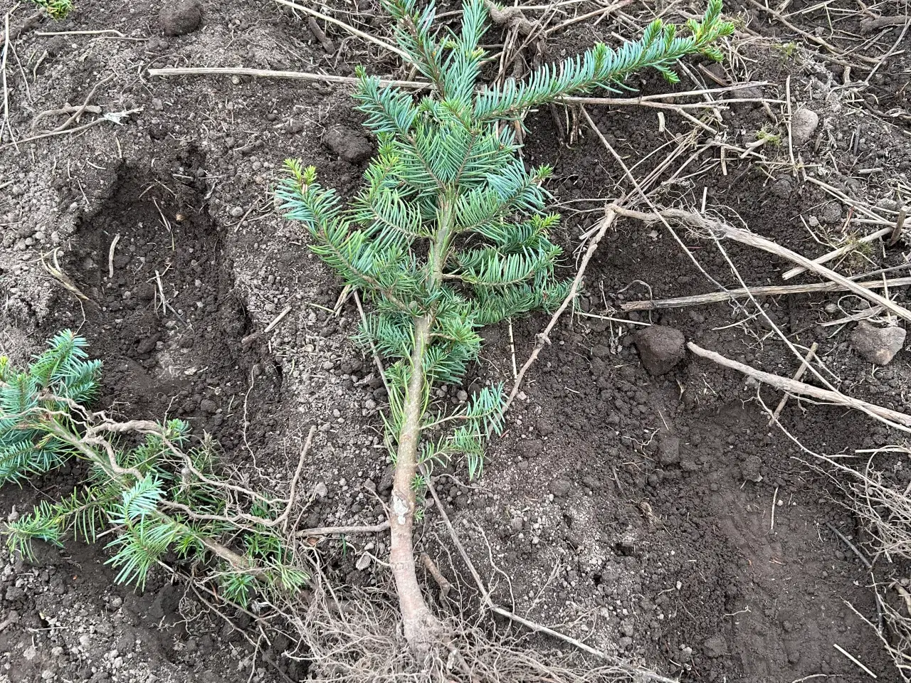 Billede 2 - Nordmannsgran /Nobilis