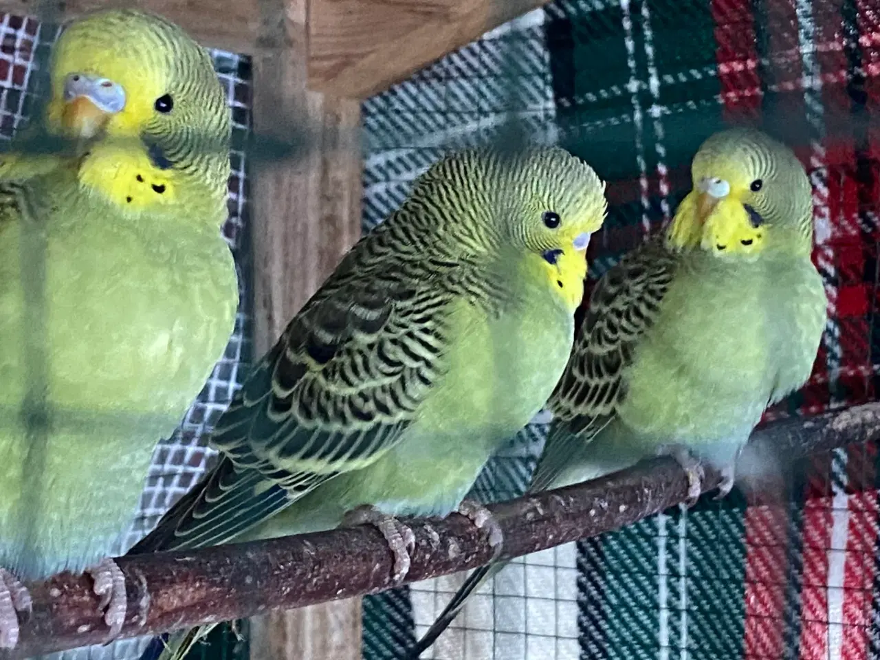 Billede 4 - Undulat unger