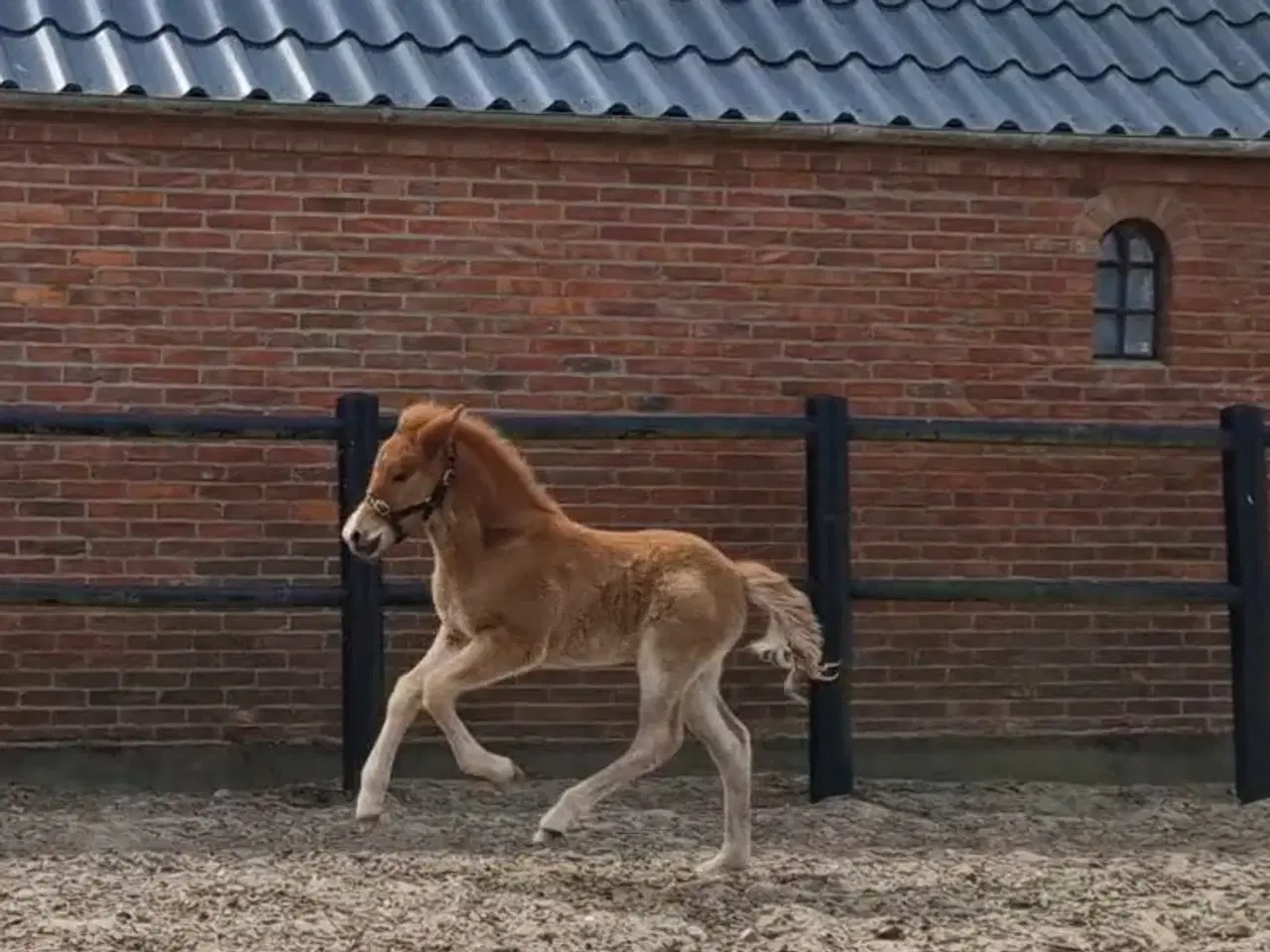 Billede 6 - Fantastisk smuk islænder hingst føl sælges 