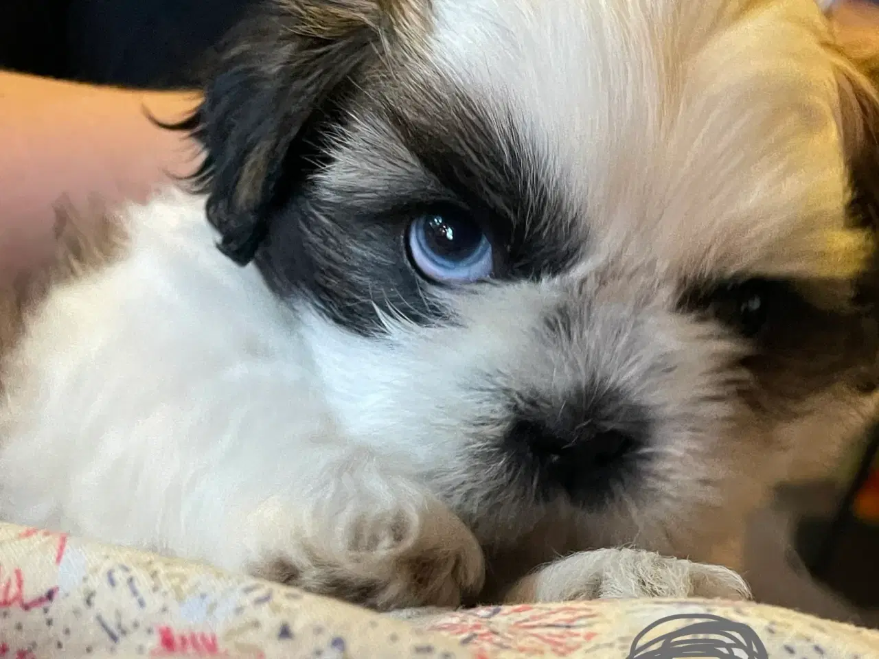 Billede 1 - 4 små Shih Tzu hvalpe mangler nye hjem🐶