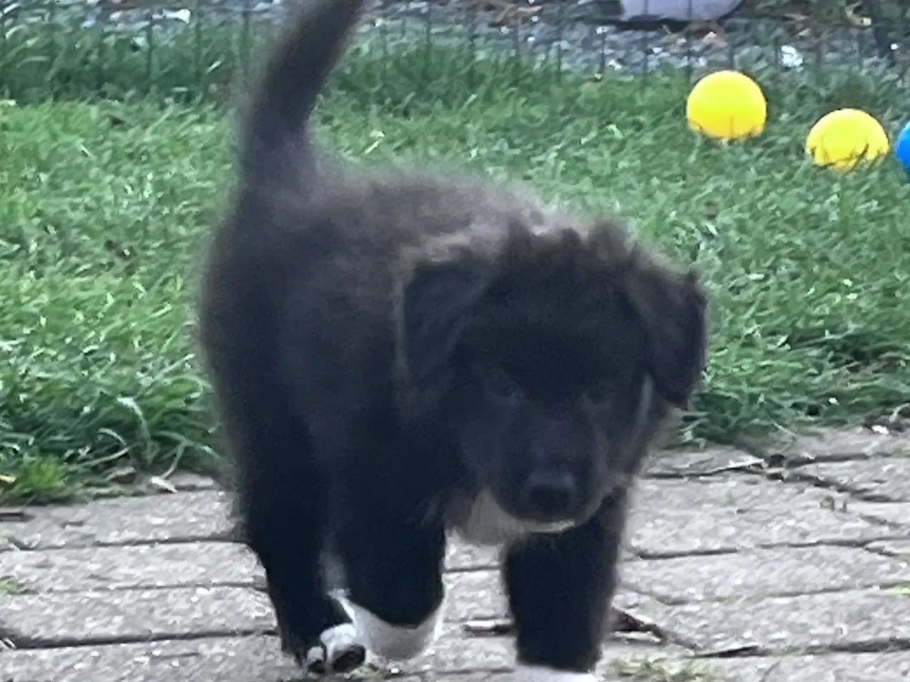 Billede 6 - Islandske fårehund med Australien shephard og DSG