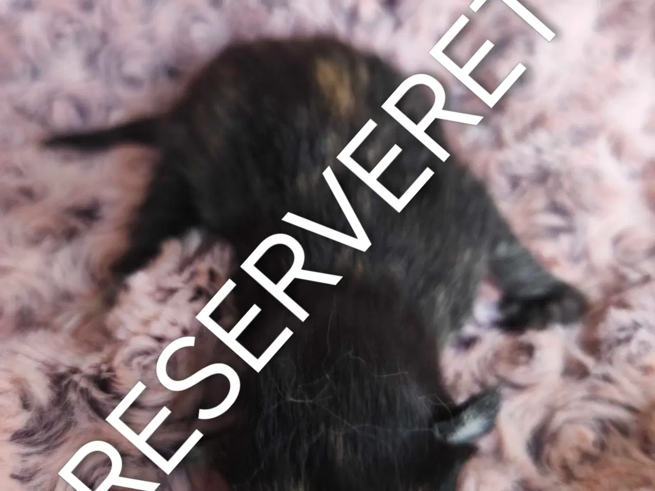 Billede 7 - Mainecoon blandinger med dyrelæge pakke 