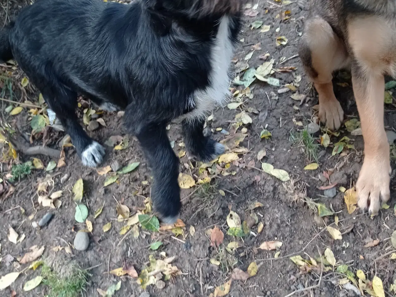 Billede 3 - Allis - Frisk lille kærlig pige