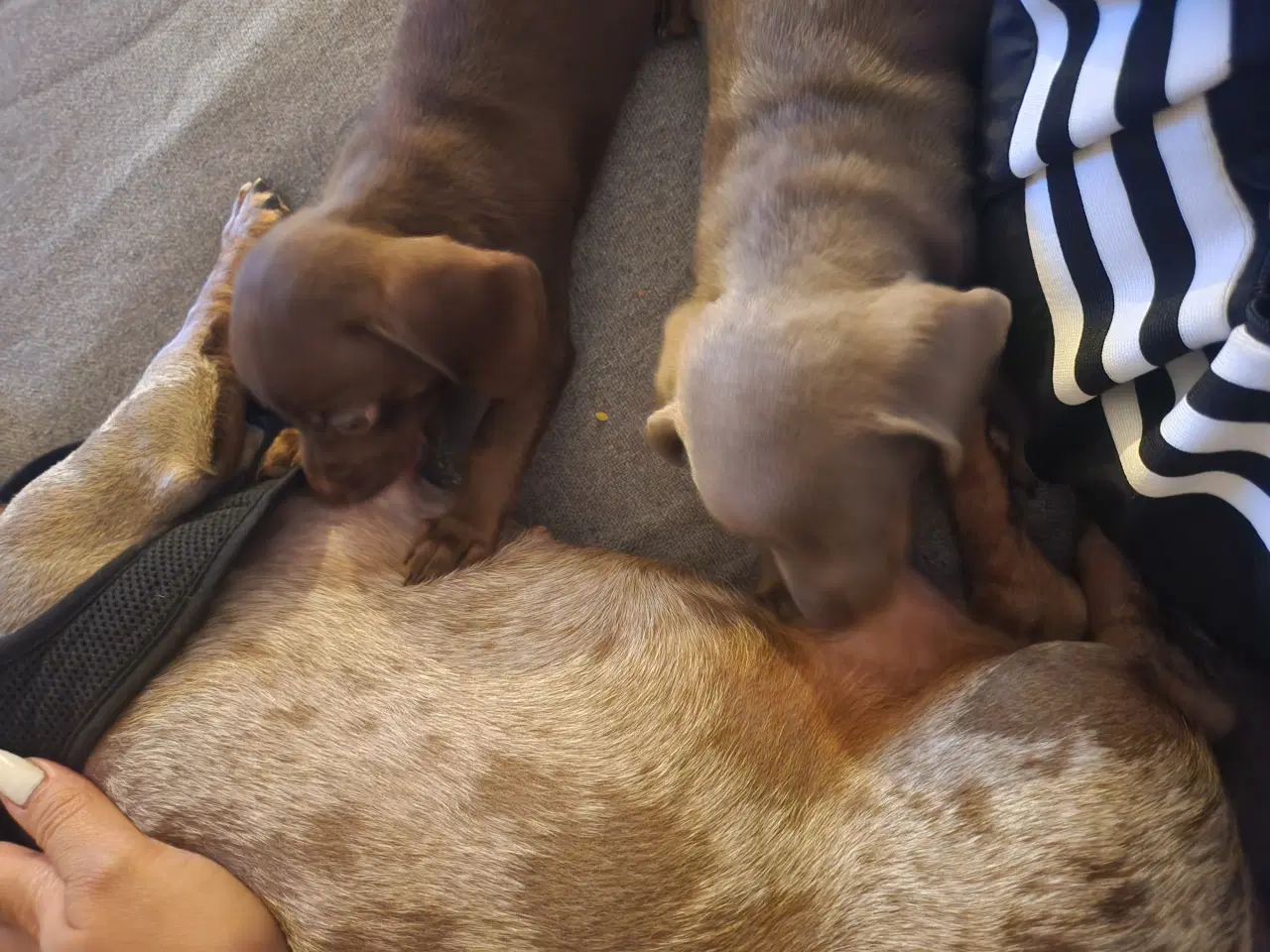 Billede 15 - Chiweenie hvalpe til salg – Chihuahua x gravehound
