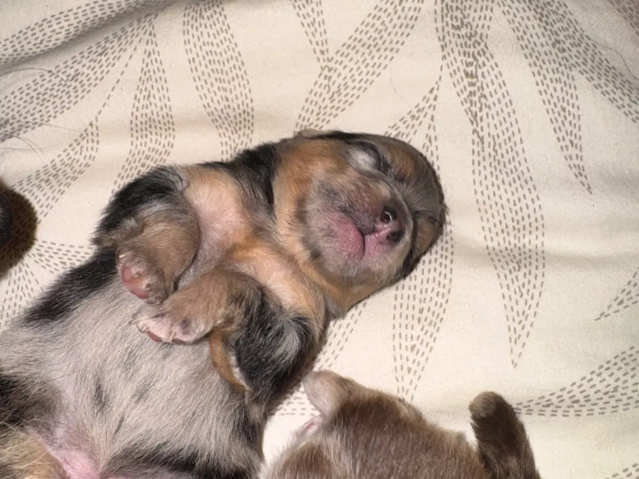 Billede 8 - Pomeranian Merle 